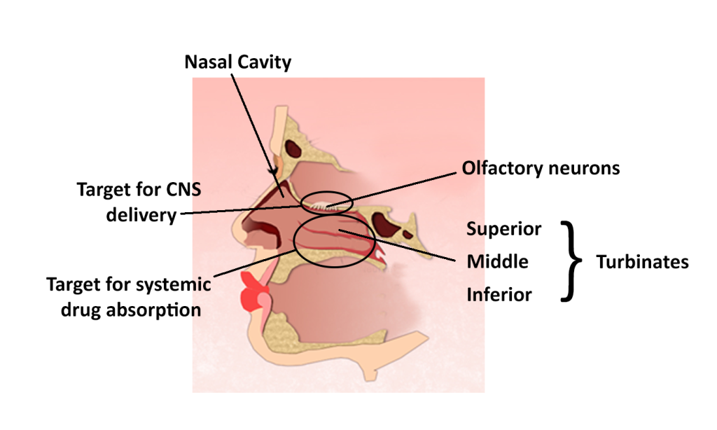 Nasal Delivery of Therapeutics and Vaccines