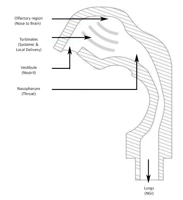 Schematic showing the different regions of nasal deposition represented by the Copley AINI device