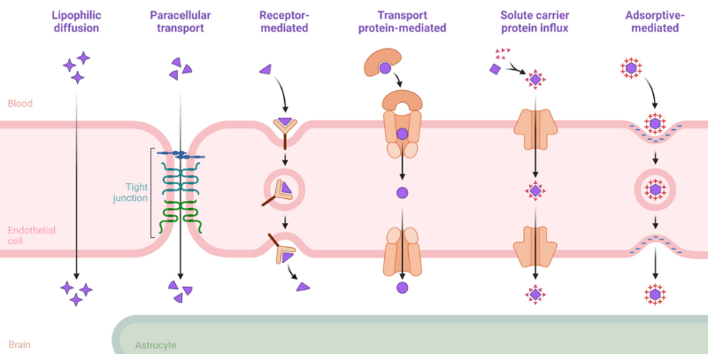 blood brain barrier